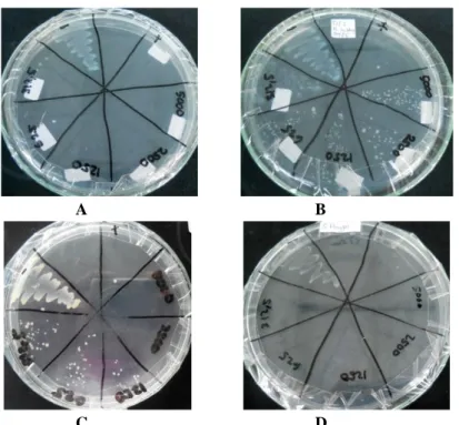 Gambar 14. Hasil penentuan KBM ekstrak larut etil asetat metabolit fungi DJ2 terhadap  bakteri uji 