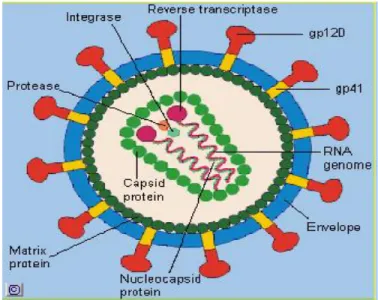 Gambar 5. Struktur HIV (Ditjen Binfar dan Alkes, 2006) 