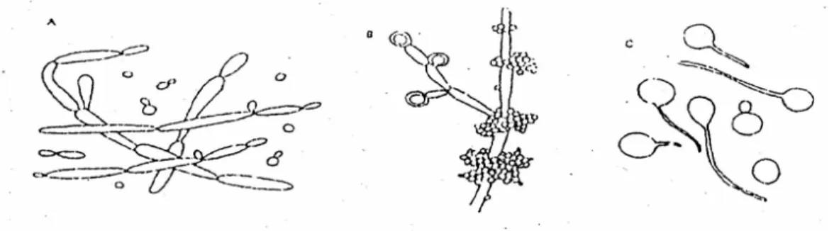 Gambar 2. Candida albicans .  A. Blastospora dan pseudohifa dalam eksudat ,  B. 