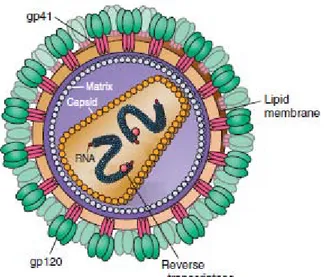 Gambar 2.1 Struktur HIV  7