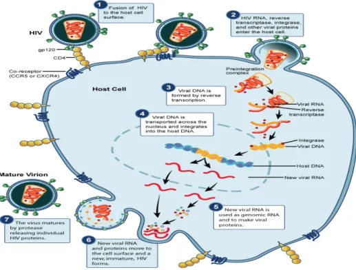 Gambar 2.2 Siklus Hidup dan Patogenesis HIV  13