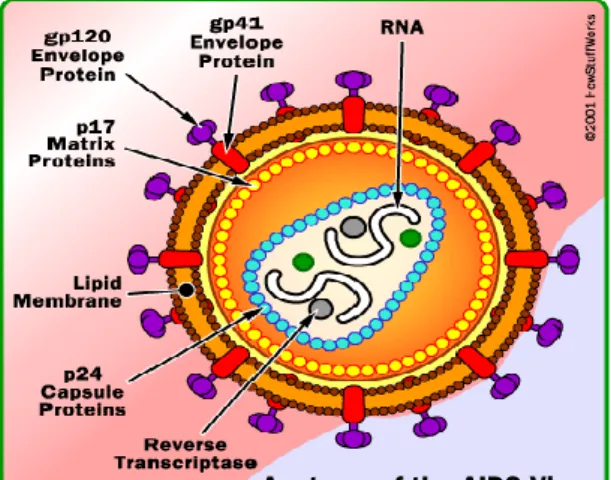 Gambar 2.1: struktur virus HIV-1 