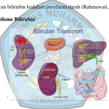 Gambar 3. Metabolism Bilirubin  