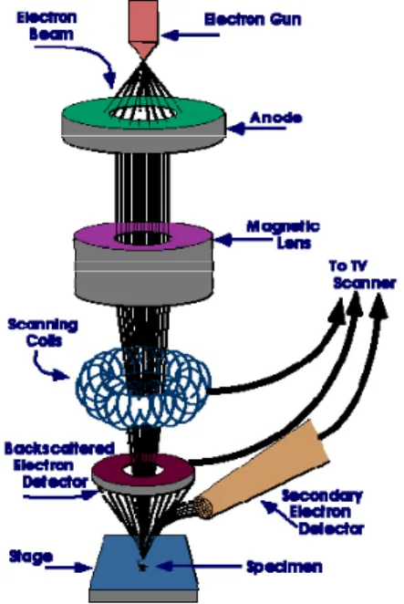 Gambar 2. 5 Bagian – bagian pada SEM 
