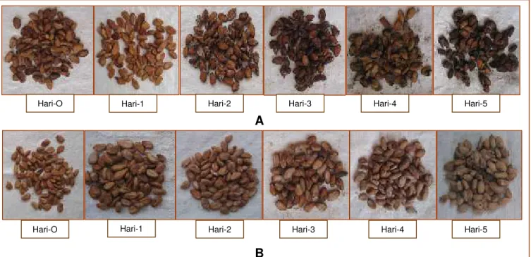 Gambar  1.  Penampakan  luar  biji  kakao  kering  selama  proses fermentasi. A.  Fermentasi  spontan/alami, B