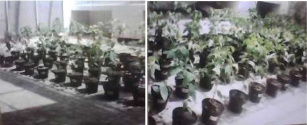 Gambar : deretan tanaman kopi Arabika yang sudah diinokulasi dengan NPA dan Pp (kiri)  dan tanaman kopi yang siap untuk dipanen pada 50 HSI (kanan) 