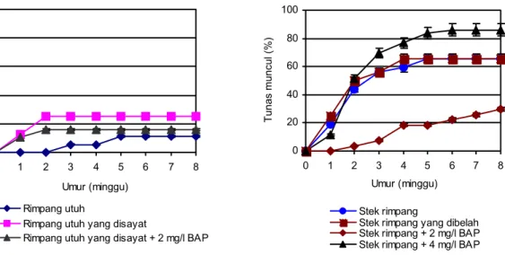 Gambar 2 menunjukkan bahwa kombinasi  perlakuan terbaik untuk mempercepat munculnya  tunas adalah stek rimpang yang direndam dalam  larutan 4 mg/l BAP