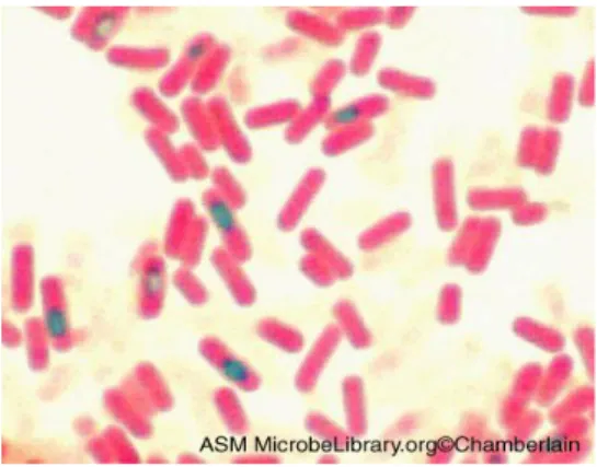 Gambar 3. Bentuk koloni Bacillus sp. (Microbelibrary.org) 