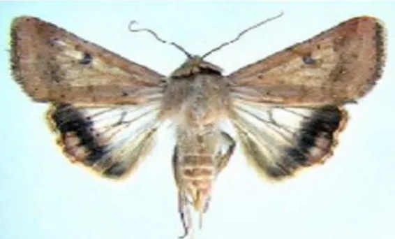 Gambar 1. Larva penggerek tongkol (a) dan imago penggerek tongkol (b)  1.3.  Intensitas Serangan 