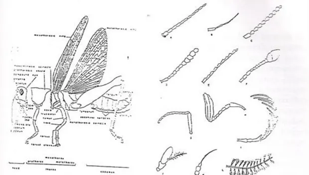 Gambar 1. Struktur umum            Gambar 2. Antenna pada serangga: