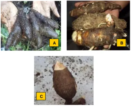 Gambar  6.  Umbi-umbian    bahan    pangan    pokok  etnik  Papua  ;         A. kumbili; B