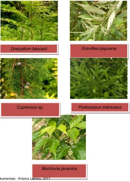 Gambar  15. Jenis-jenis pohon inang tempat melilit  buah negri  Bischovia javanica 