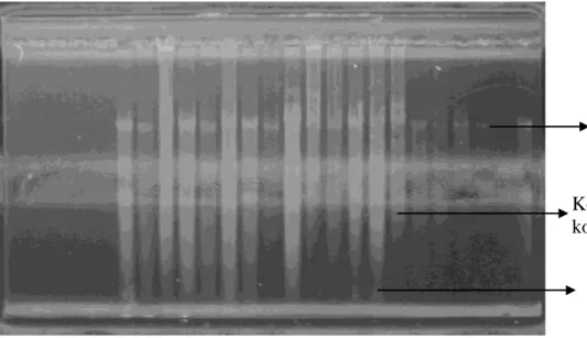 Gambar 5 Pola pita DNA hasil ekstraksi dan isolasi dari daun Shorea laevis  Untuk  dapat  melakukan  analisis  PCR  diperlukan  DNA  dengan  tingkat  kemurnian dan berat molekul yang tinggi, akan tetapi ekstraksi DNA dari jaringan  tanaman dengan tingkat k