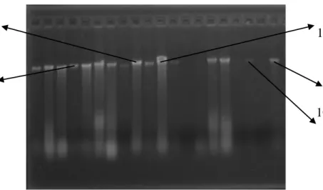 Gambar 6 Contoh besarnya pengenceran hasil ekstraksi DNA 