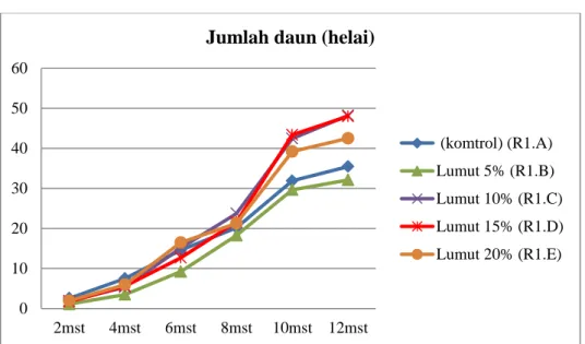 Gambar 6. Grafik pertambahan jumlah daun tanaman binahong  -panjang akar 