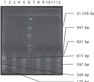 Gambar 2. Produk PCR GH ikan mas dan nila Figure 2. PCR GH product of carp and nile fish1 2 3 4 5 6 7 8 9 10 11 12 21.226 bp947 bp597 bp831 bp615 bp349 bp175 bp