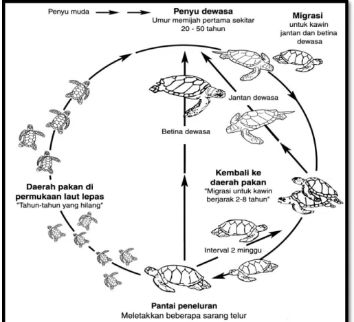 Gambar 2.2. Siklus Reproduksi Penyu Laut (sumber: Miller, 1997) 