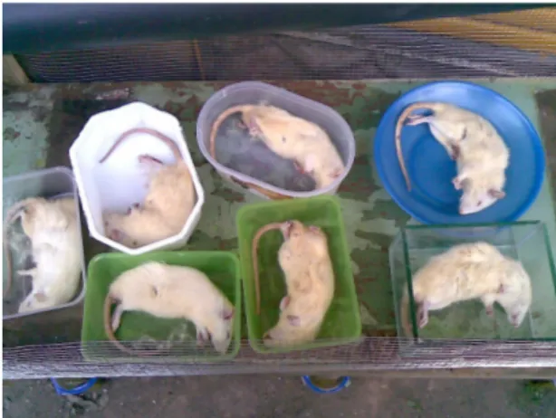 Gambar 1. Tikus setelah didislokasi tulang leher dan mati