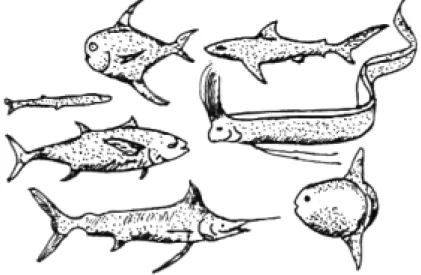 Gambar 22. Beberapa contoh jenis ikan laut.