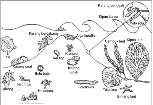 Gambar 23. Beberapa jenis Bentos