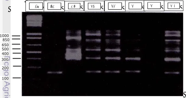 Gambar  30.  Penggunaan primer ISSR8 (5’AGAGAGAGAGAGAGAGYC3’) dapat  membedakan hibrida somatik (R6, R7, R10 dan R19) dengan kedua  tetuanya (Sm=siam Simadu,  MS= mandarin Satsuma, R6, R7, R10,  R11, dan R19= kandidat hibrida somatik )