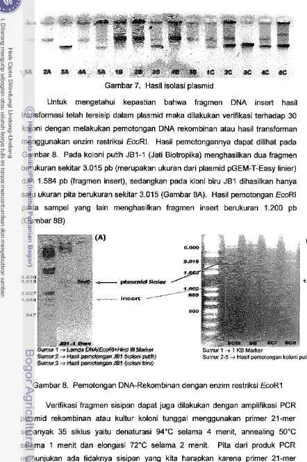 Gambar 7. Hasil isolasi plasmid 