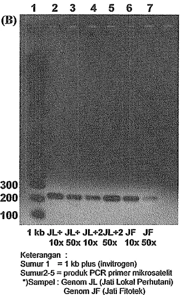 Gambar 13. Produk PCR primer mikrosatelit hasil desain 