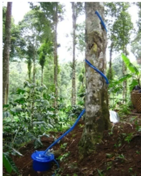 Gambar 4 Pengukuran aliran batang pada pohon rasamala (A. excelsa) di area  PHBM rasamala RPH Gambung