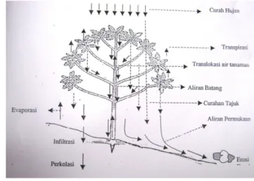 Gambar 9  Translokasi air hujan pada model arsitektur pohon jenis rauh  (Athtorick 2000)
