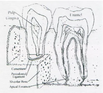 Gambar 1. Jaringan periodontal  Jaringan periodontal meliputi:  