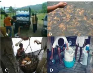 Gambar 5.  Rangkaian Proses Kegiatan Diseminasi Pengujian Mutu Pelet dan Proses  Pemanenan Ikan Yang Dilakukan Oleh Mitra IbM 