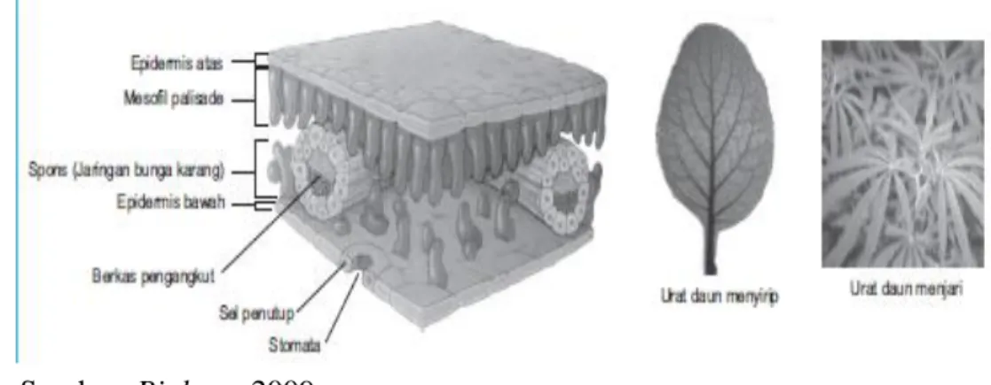 Gambar 2.2 Struktur Anatomi Daun secara Melintang 