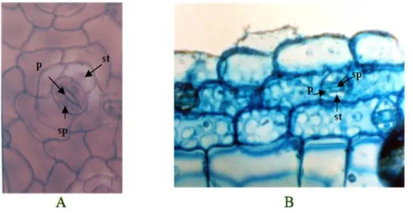 Gambar 2.4 Stomata dengan sel penutup bentuk ginjal (Gambar A) dan bentuk  Halter (gambar B), P: porus, sp: sel penutup, st: sel tetangga 