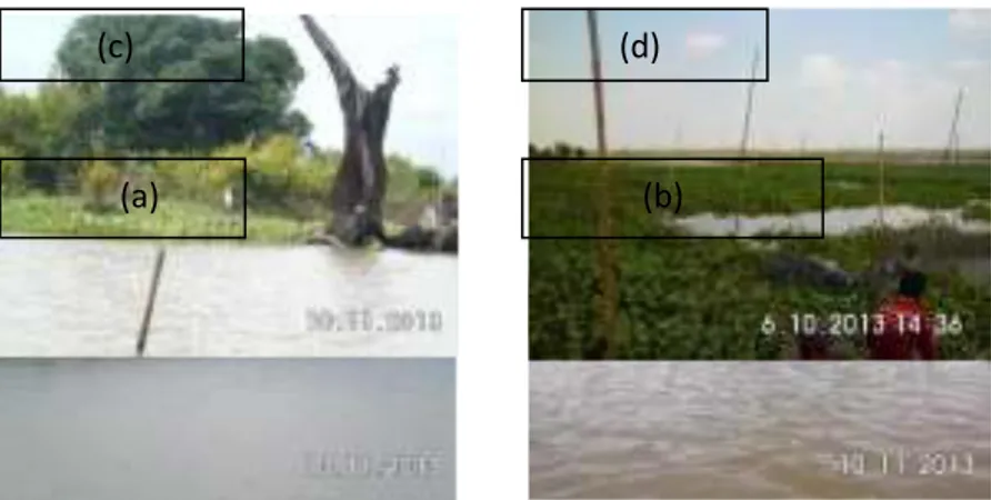 Gambar  2.  Kondisi  umum  Rawa  Bawang  Latak  (a)  padang  rumput  di  bagian  Timur  (b)  perakaran  tumbuhan  di  bagian  Utara  (c)  vegetasi  eceng  gondok  dan  pepohonan  di  bagian  Barat  (d)  vegetasi eceng gondok di bagian Selatan 