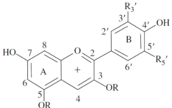 Gambar 2.  Sruktur dasar antosianidin (Brouillard, 1982)  Keterangan :  R3’ dan R5’   :  Gugus substitusi 