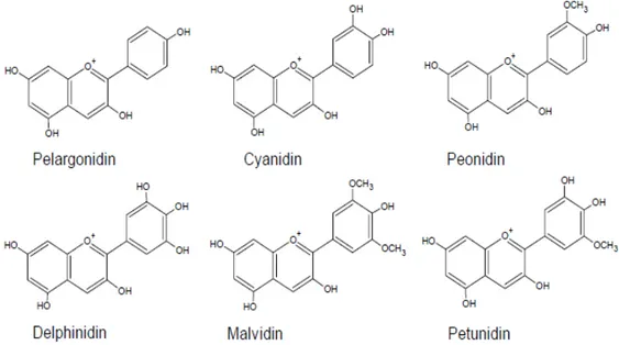 Gambar 3.  Bentuk-bentuk sruktur antosianidin (Brouillard, 1982) 