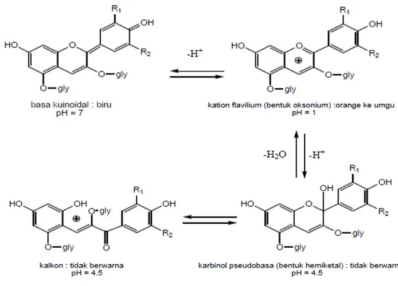 Gambar 4.   Struktur antosianin pada kondisi pH yang berbeda (Wrolstad dan Giusti,  2001) 