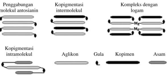 Gambar 6.  Mekanisme reaksi kopigmentasi pada antosianin (Rein, 2005)  Mekanisme  penggabungan  molekul  antosianin  (self  association)  dapat  digambarkan  sebagai  interaksi  antarmolekul  antosianin  yang  saling  bertumpuk  (stacking-like interaction)