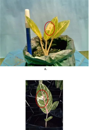 Gambar 4.   Kimera pada  A. donna carmen (bagian yang diberi lingkaran merah)  pada  Tanaman  Kontrol  (a)  dan  Tanaman  dengan  Dosis  Aplikasi  Sinar Gamma 50 Gy (b)  