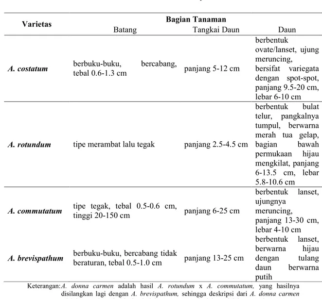 Tabel  Lampiran  2.  Deskripsi  Umum  Tanaman  A.  costatum,  A.  rotundum,             A