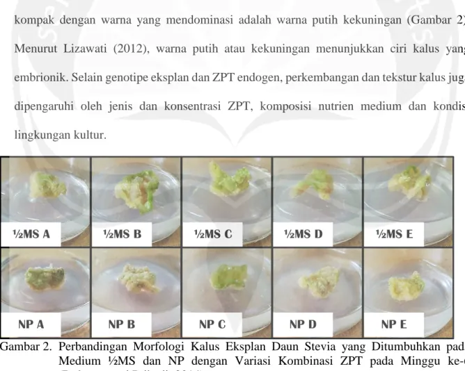 Gambar 2.  Perbandingan  Morfologi  Kalus  Eksplan  Daun  Stevia  yang  Ditumbuhkan  pada  Medium  ½MS  dan  NP  dengan  Variasi  Kombinasi  ZPT  pada  Minggu  ke-6  (Dokumentasi Pribadi, 2014) 