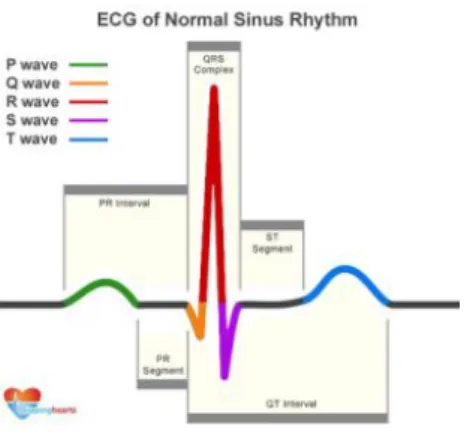 Gambar  1. Gelombang EKG Normal[4] 