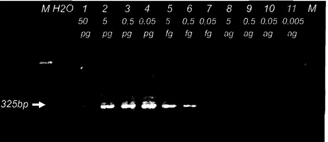 Gambar  1B.  Sensitivitas PCR metode-1 dengan menggunakan primer intemal gDN llgDN2 