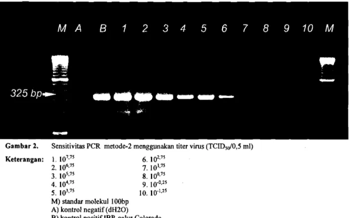 Gambar  2.  Sensitivitas  PCR  metode-2 menggunakan titer virus (TCID5d0,5  ml)  Keterangan:  1 