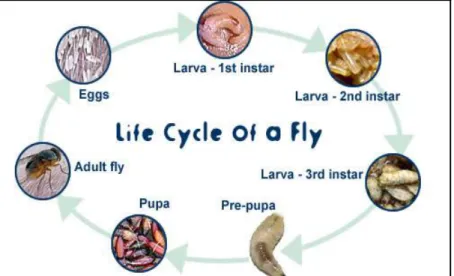 Gambar 2.1  Siklus Hidup Lalat (Dikutip dari Decomposition, Australian Museum. 19 )
