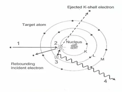Gambar II.1  Proses terjadinya radiasi sinar-X karakteristik  (Sumber : The Essential Physics of Medical Imaging, Busberg,2002,hal 101)  