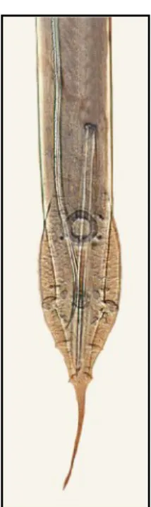 Gambar 2. Bagian Posterior Cacing  Heterakis gallinarum jantan, Brener et al (2006)