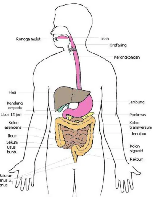 Gambar 1. Sistem Pencernaan Tubuh  Manusia  (Sumber : Syaifuddin, 1997) 
