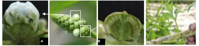 Gambar 2. Bunga Tunggal (A), Buah Tunggal (B), dan Akar pada Cabang (C) 
