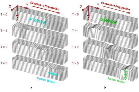 Gambar 3. Ilustrasi gerakan partikel (a) gelombang P, (b) gelombang S               (Braile, 2006) 